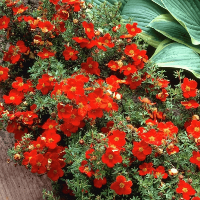 Лапчатка кустарниковая Ред Робин фото