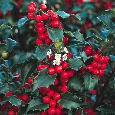 Падуб Мезерва Блю Принцесс Падуб Мезерва Блю Принцесс - Dolina-Sad.Ru