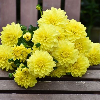 Георгина Санледи - Dolina-Sad.Ru