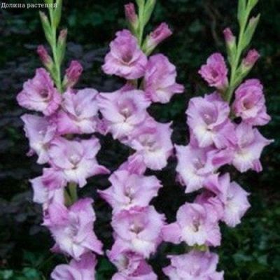 Гладиолус Бердсвилл Гладиолус Бердсвилл фото