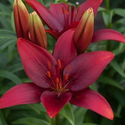 Лилия Ройал кисс Лилия Ройал кисс фото