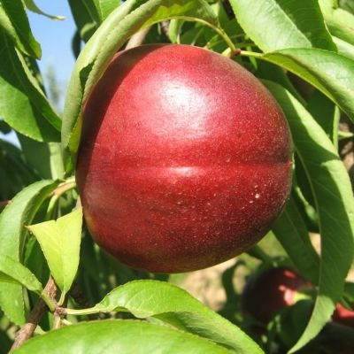 Нектарин Фантазия - Dolina-Sad.Ru