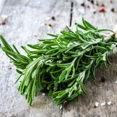 Розмарин Бирюса Розмарин Бирюса фото