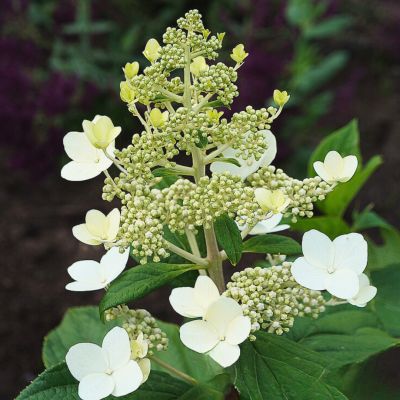 Гортензия метельчатая Мустила, С7,5 Гортензия метельчатая Мустила, С7,5 - Dolina-Sad.Ru