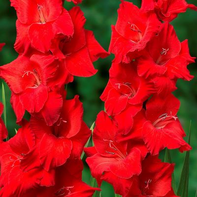 Гладиолус Файер Фриззл Гладиолус Файер Фриззл - Dolina-Sad.Ru