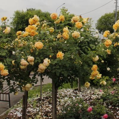 Роза Штамбовая Беатрис Роза Штамбовая Беатрис - Dolina-Sad.Ru