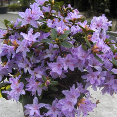 Рододендрон Мойерхайм фото