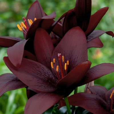 Лилия Ройал кисс Лилия Ройал кисс фото