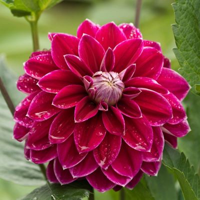 Георгина Малдини - Dolina-Sad.Ru