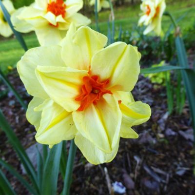 Нарцисс Дабл Фэшн фото