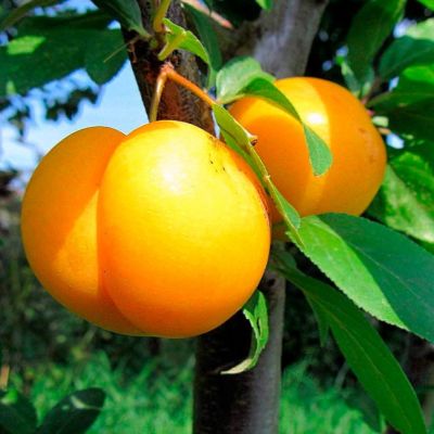 Абрикосовая Слива Лодва Абрикосовая Слива Лодва фото