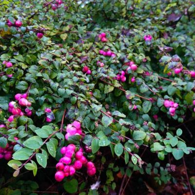 Снежноягодник Хэнкок фото