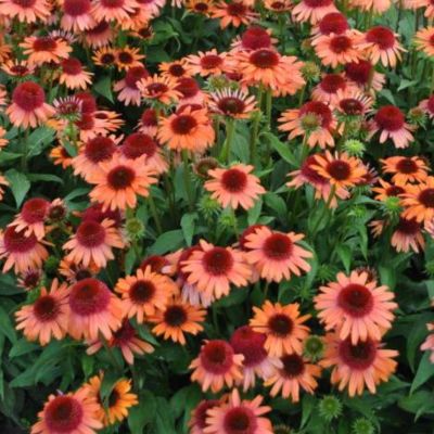 Эхинацея Каррот Кейк - Dolina-Sad.Ru