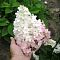Гортензия метельчатая Ванилла Фрейз фото