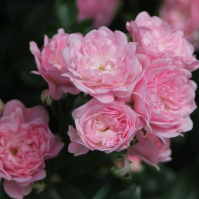 Роза Штамбовая Зе Фейри Роза Штамбовая Зе Фейри - Dolina-Sad.Ru