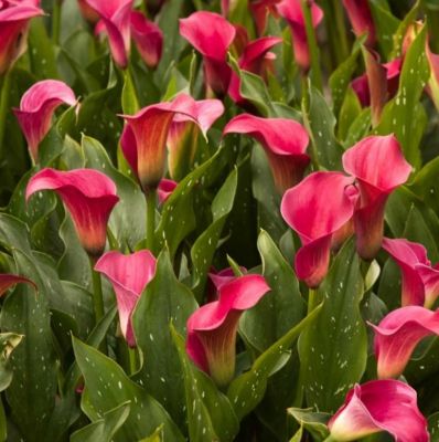 Калла Капитан Промис - Dolina-Sad.Ru