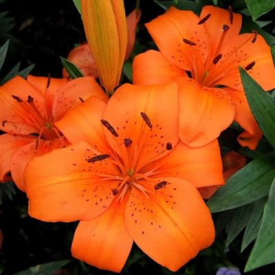 Лилия Оранж Пикси (в горшке) фото