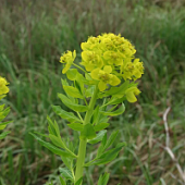 Молочай болотный Молочай болотный - Dolina-Sad.Ru