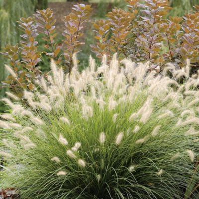 Пеннисетум лисохвостый Хамельн Пеннисетум лисохвостый Хамельн фото