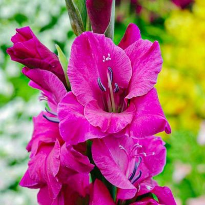 Гладиолус Фиделио - Dolina-Sad.Ru