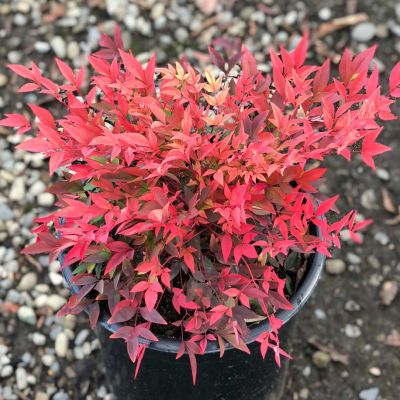 Нандина домашняя Гольфстрим Нандина домашняя Гольфстрим - Dolina-Sad.Ru