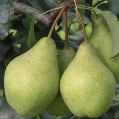 Груша Завея Груша Завея - Dolina-Sad.Ru