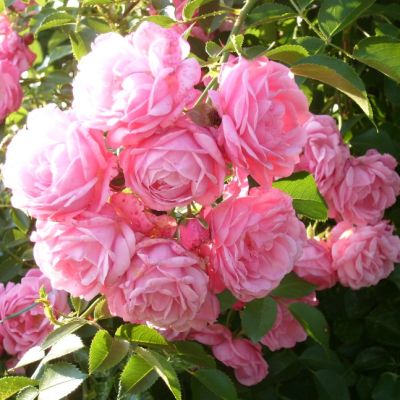 Роза Альков Роза Альков - Dolina-Sad.Ru