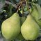 Груша Завея Груша Завея - Dolina-Sad.Ru
