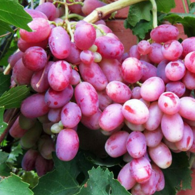 Виноград Шахиня Ирана фото