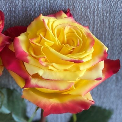 Роза Йеллоу Магия Роза Йеллоу Магия - Dolina-Sad.Ru