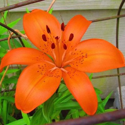 Лилия Оранж Пикси (в горшке) фото