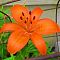 Лилия Оранж Пикси (в горшке) фото