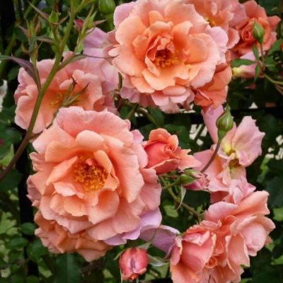 Роза Алибаба Роза Алибаба - Dolina-Sad.Ru