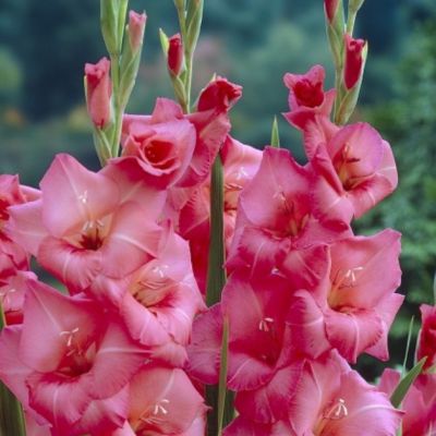 Гладиолус Апрес Тои Гладиолус Апрес Тои - Dolina-Sad.Ru