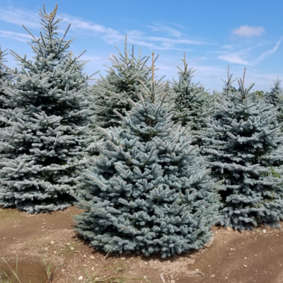 Ель колючая Супер Блю Сидлинг Ель колючая Супер Блю Сидлинг фото