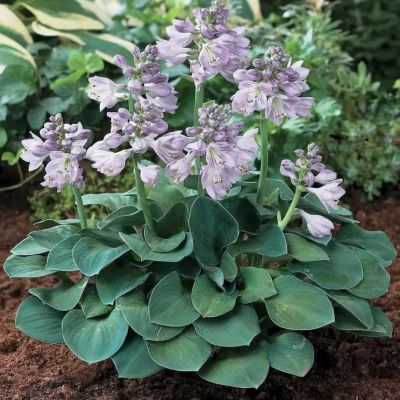 Хоста Блю Маус Эарс Хоста Блю Маус Эарс фото