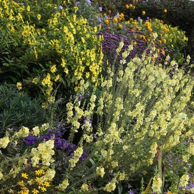 Коровяк Гейнсборо Коровяк Гейнсборо - Dolina-Sad.Ru