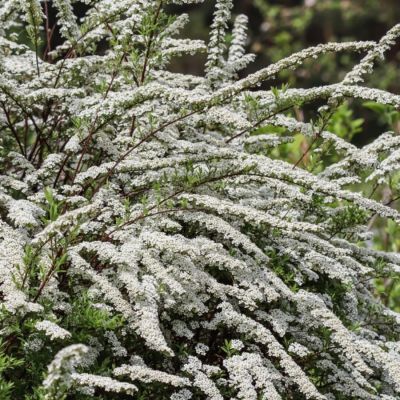 Спирея тунберга Спирея тунберга - Dolina-Sad.Ru