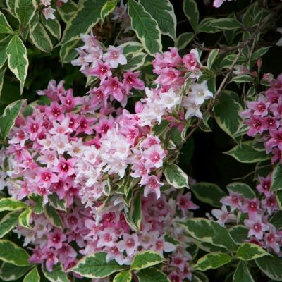 Вейгела цветущая Санни Принцесс Вейгела цветущая Санни Принцесс - Dolina-Sad.Ru