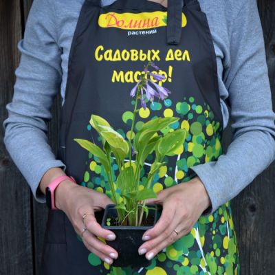 Хоста Голден Тиара фото