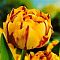 Тюльпан Голден Ницца Тюльпан Голден Ницца фото
