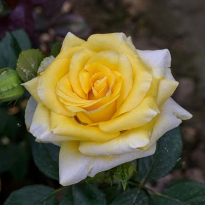 Роза Саммер - Dolina-Sad.Ru