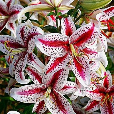 Лилия Тайгервудс - Dolina-Sad.Ru