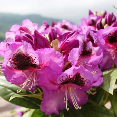 Рододендрон Баритон Рододендрон Баритон фото