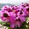 Рододендрон Баритон Рододендрон Баритон фото