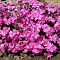 Флокс шиловидный Милстрим Дафна , P9 Флокс шиловидный Милстрим Дафна , P9 фото