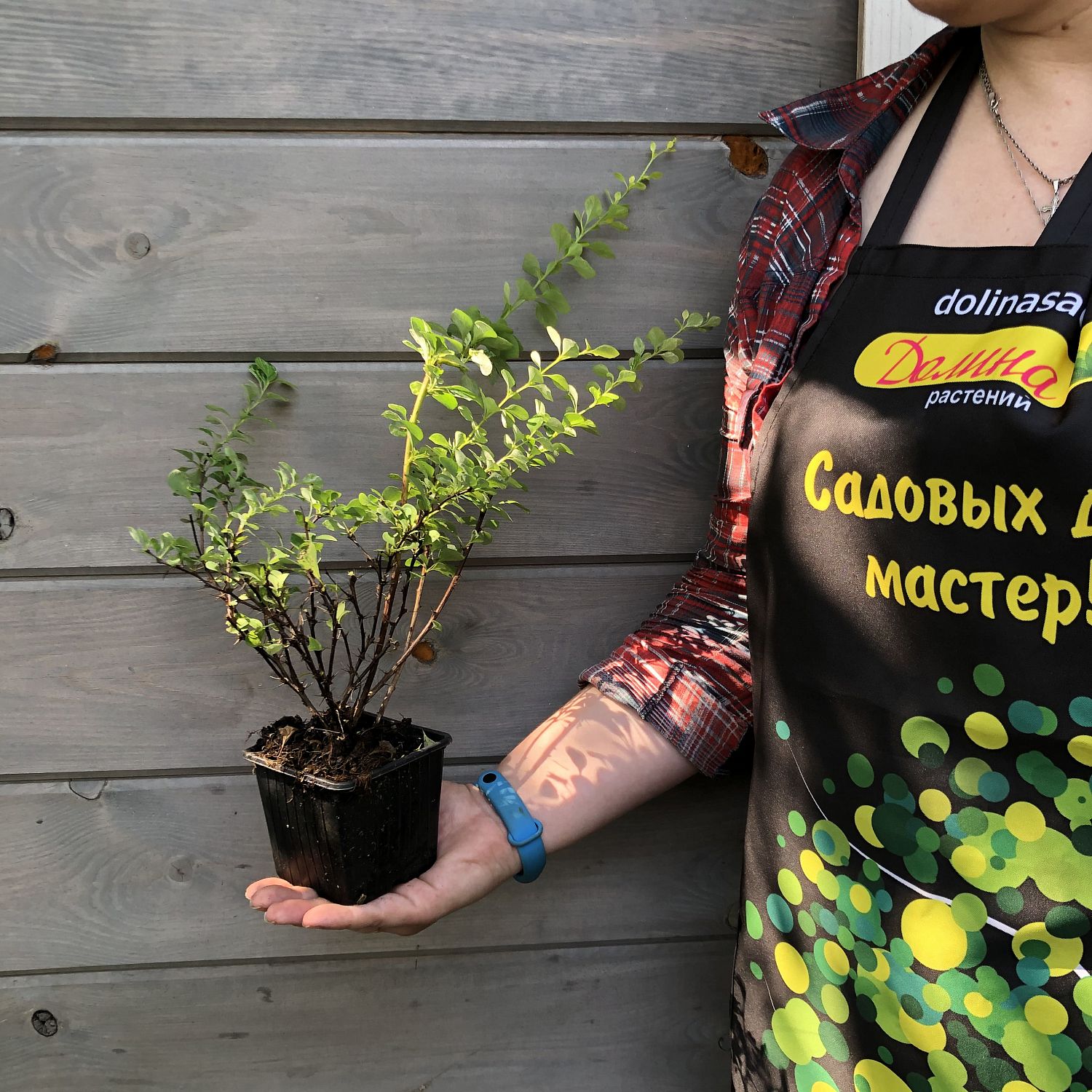 Барбарис тунберга Сильвер Бьюти Барбарис тунберга Сильвер Бьюти фото