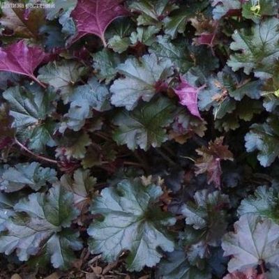 Гейхера Ворлд Кафе Американо , С1,5 Гейхера Ворлд Кафе Американо , С1,5 фото